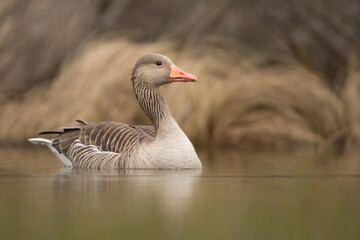 wild goose on the water