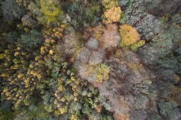 Fototapeta na wymiar Aerial photo of woods