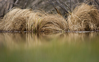 reeds in the water