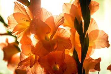 Iris flowers in the morning backlight.