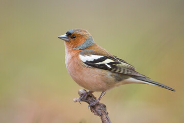 chaffinch male on a branch, fringilla coelebs