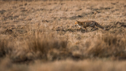 red fox