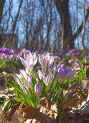 Spring landscape with purple crocus flowers. Violet flowers field. Natural background of colorful croci at sunny day. Park or garden outdoor landscape. Meadow of spring crocuses flower. Saffron source