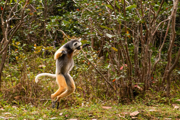 Diademed Sifaka - Propithecus diadema, east coast rain forest, Madagascar. Endangered lemur from Madagascar rain forest. Cute primate.