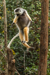 Diademed Sifaka - Propithecus diadema, east coast rain forest, Madagascar. Endangered lemur from Madagascar rain forest. Cute primate.