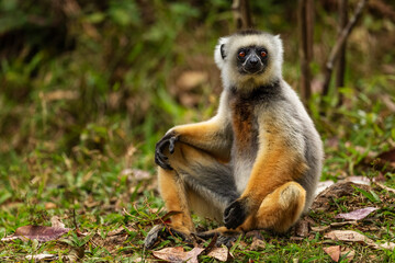 Diademed Sifaka - Propithecus diadema, east coast rain forest, Madagascar. Endangered lemur from...
