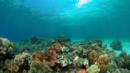 Naklejka na ściany i meble Coral garden seascape and underwater world. Colorful tropical coral reefs. Life coral reef. Philippines.