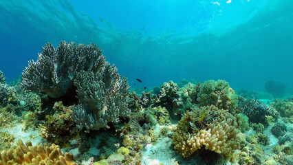 Naklejka na ściany i meble Coral reef underwater with fishes and marine life. Coral reef and tropical fish. Philippines.