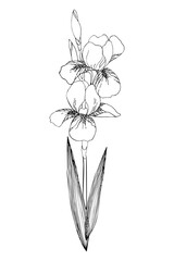 Iris flower. Botanical floral hand drawn line vector illustration. Wild or garden spring plant. Wildflower