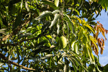 mango tree