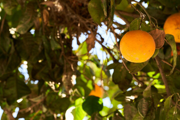 close up orange on a tree
