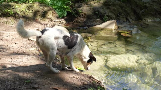 A stray dog ​​is drinking a water 
 form Namtok (waterfall) Chet Sao Noi National Park is a national park in Thailand