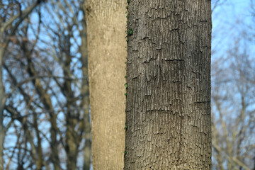 Tree body. Belgrad forests, Istanbul. Turkey.