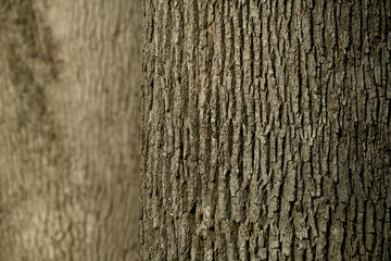 Obraz premium Tree body. Belgrad forests, Istanbul. Turkey.