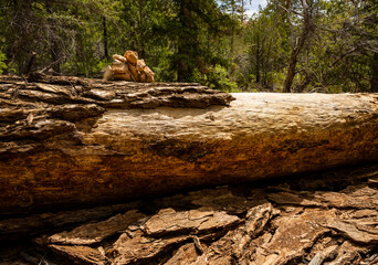 Cairn on Top of Fallen Log Marks the Under the Rim Trail
