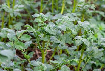 Growing potato plants in agricultural farm close up