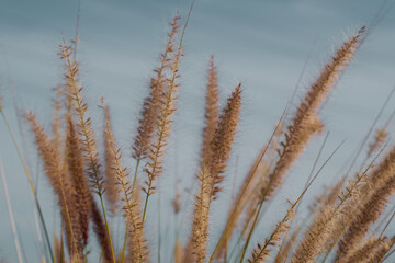 Fototapeta premium Golden Cereal field with ears of wheat, Agriculture farm and farming concept