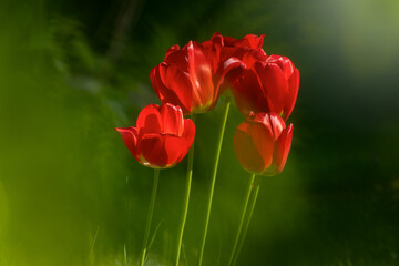 Mehrere dunkelrote Tulpen im Garten im Gegenlicht