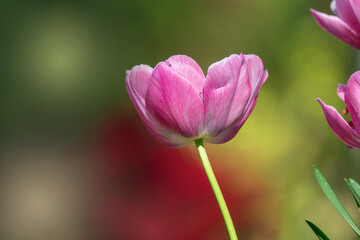 Lila pink Tulpe einzeln Garten, soft
