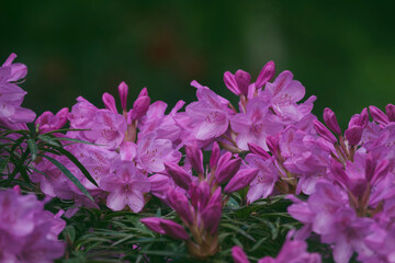 Frühjahrserwachen, Blüten Azalee , Rhododendron