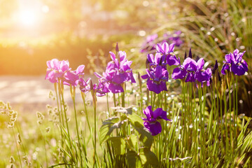 Iris Flowers bed in Garden with Sun light. Iris Flower Spring Background for Greeting Card.