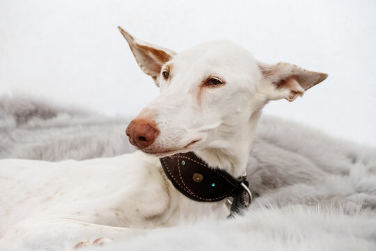 Portrait of a white dog breed Podenco Ibizanco or Ibizan Hound on a white background.