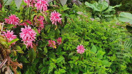 Obraz premium pink flowers in the garden