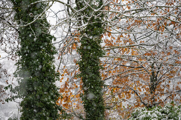 légére couche de neige sur les arbres