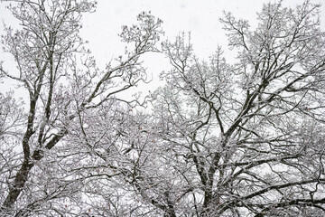 légére couche de neige sur les arbres