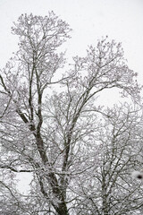 Fototapeta na wymiar légére couche de neige sur les arbres