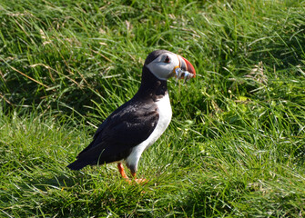 Macareux rentrant de la pêche avec des harengs dans le bec, Islande