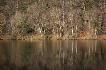 Trees reflecting in the waters of a reservoir in winter