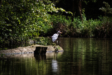 Fototapeta na wymiar Heron by the pond