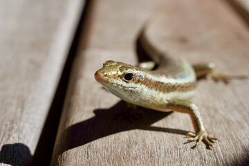 Lizard Looker