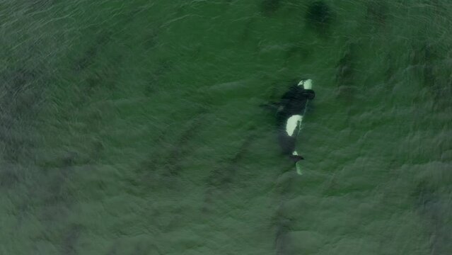 A shot of a killer whale swimming in the middle of the ocean.Aerial view of a shark swimming in the sea with a green water.