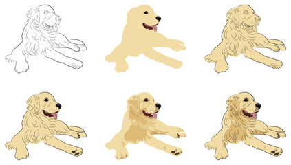 Golden labrador retriever, several options for drawing, vector image on a white background