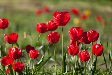 Tulpen