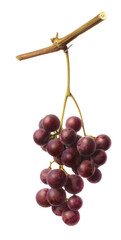 vintage grape fruits watercolor