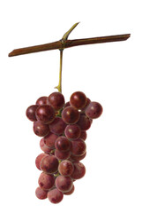 vintage grape fruits watercolor