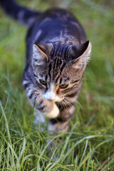 Getigerte Katze