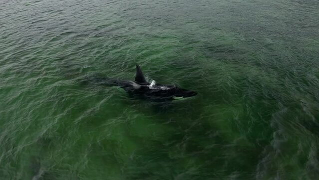 A killer whale in the waters of the Pacific Ocean. Whale swimming in the sea, looking for food in the water