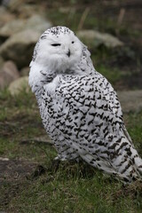 Schneeeule