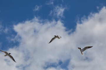 Obraz premium Möwen im Flug