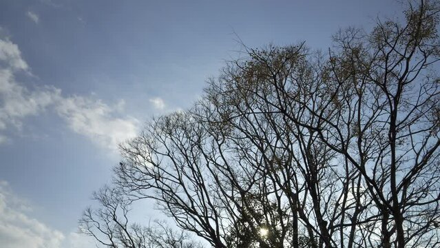 Blue winter sky, dreary landscape of dead trees swaying in the wind