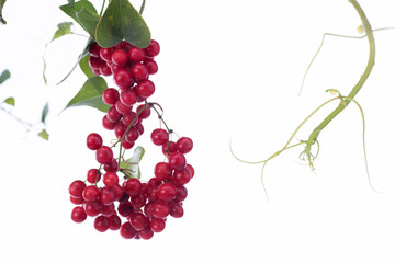 bacche rosse del rampicante salsapariglia su fondo bianco