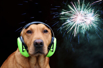 Dog with noise-reducing hearing protection. Concept for loud sounds like fireworks at New Year.
