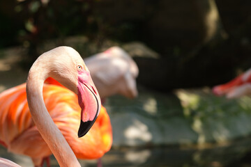 Fototapeta premium Close up pink Flamingo Phoenicopterus ruber or Caribbean flamingo. in tropical zoo.