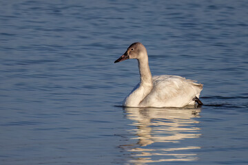 Fototapeta premium The tundra swan (Cygnus columbianus), young bird on the lake. This is a small swan. 