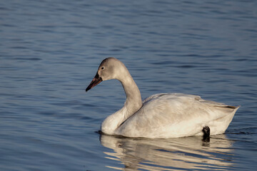 The tundra swan (Cygnus columbianus), young bird on the lake. This is a small swan. 