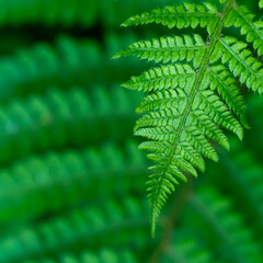 Beautiful leaves of a fern plant, a close-up shot. Dense green foliage, macro. Green fern plant in close up